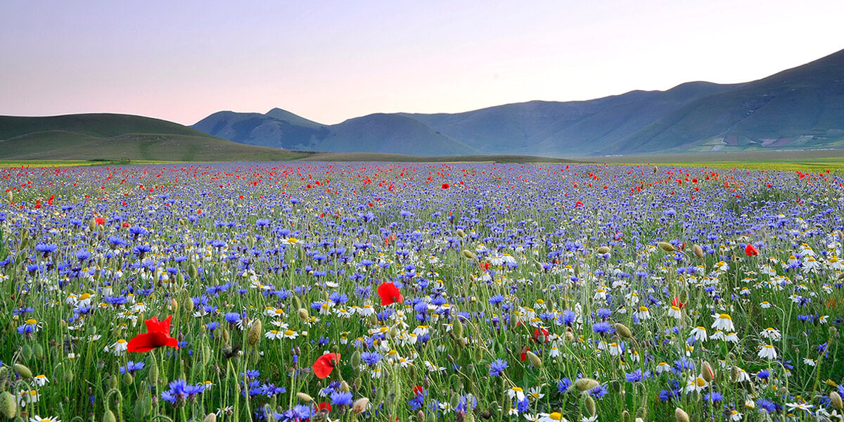 uno scorcio della piana di Castelluccio di Norcia