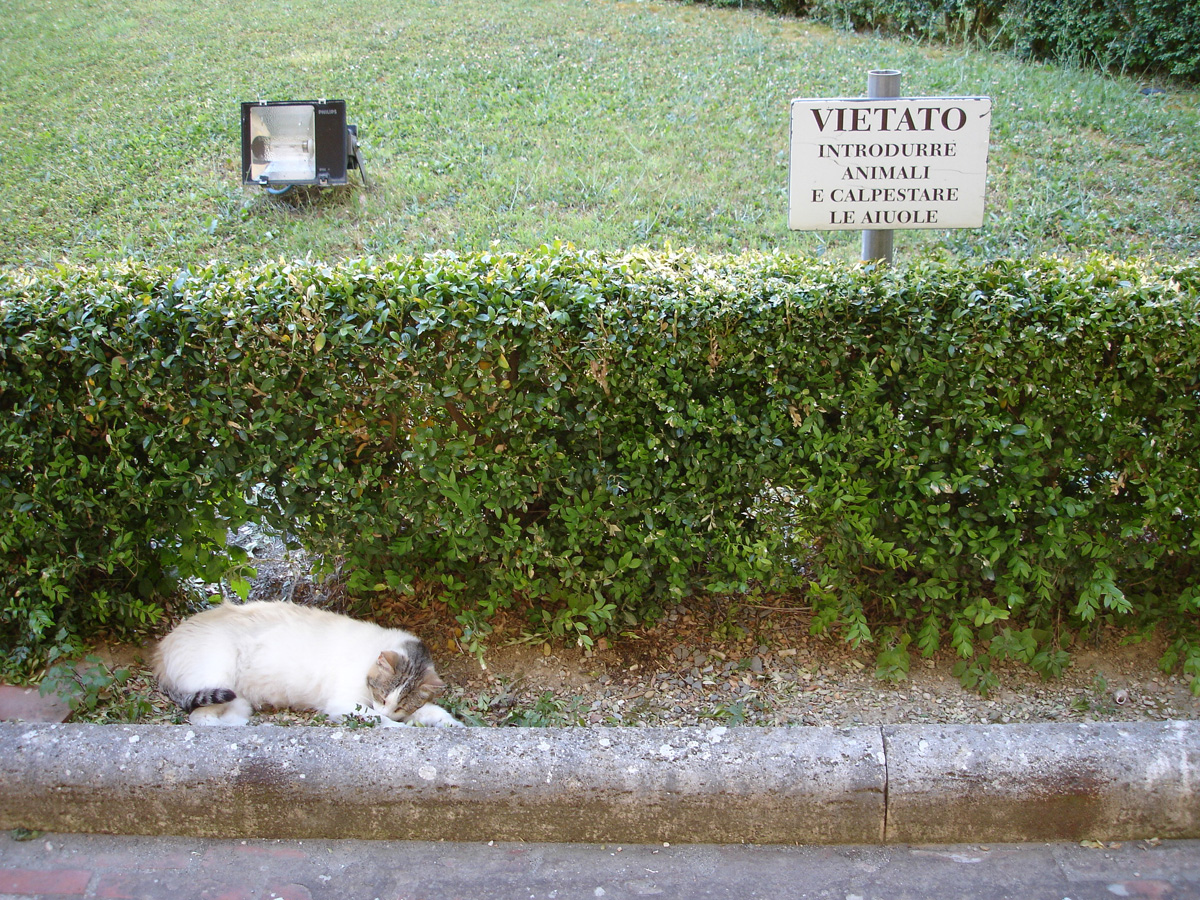 gatto che rispetta il divieto di entrare nelle aiuole