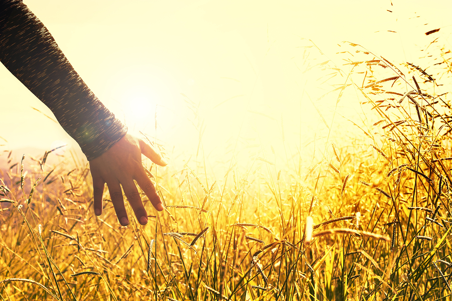 Una mano che tocca un campo di grano