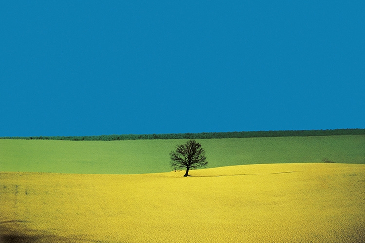 paesaggio giallo, verde, azzurro con albero