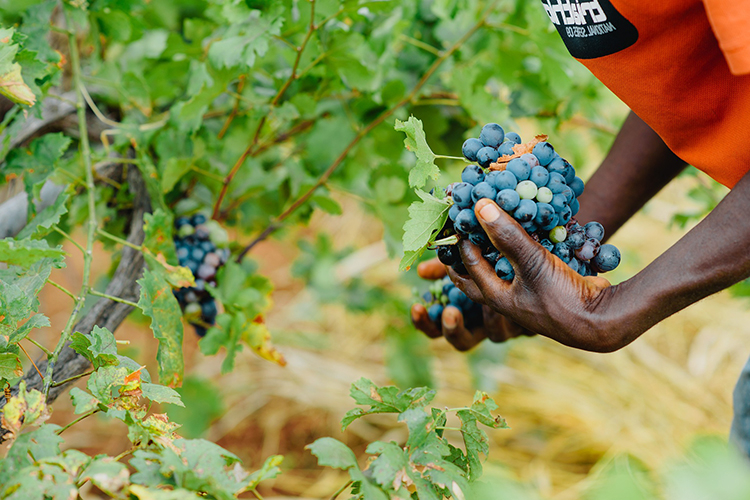 uomo di colore che raccoglie dell'uva