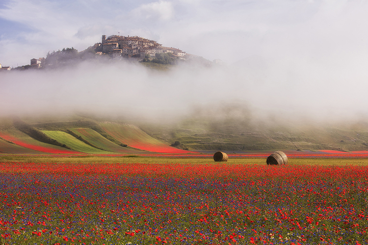 la piana di Castelluccio in fiore