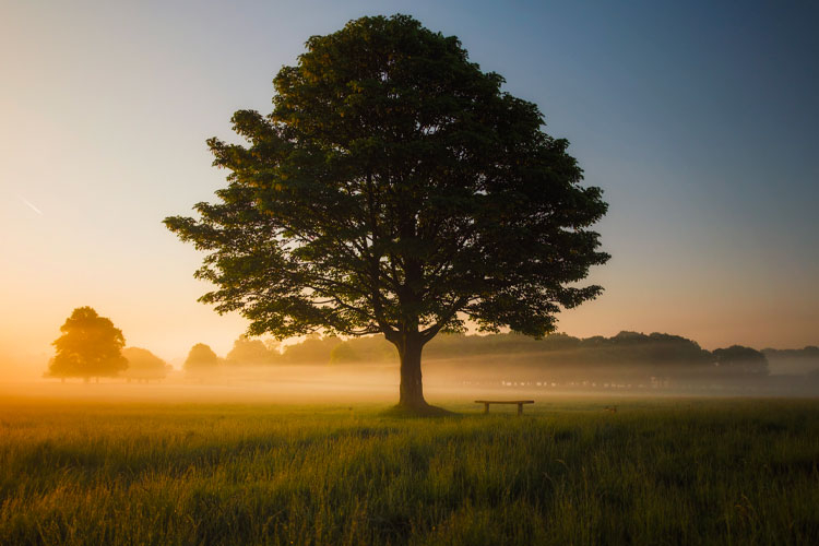 paesaggio con un albero al centro