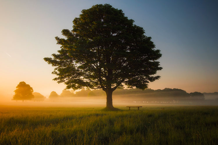 Unistrapg sostenibile: un albero per ogni matricola