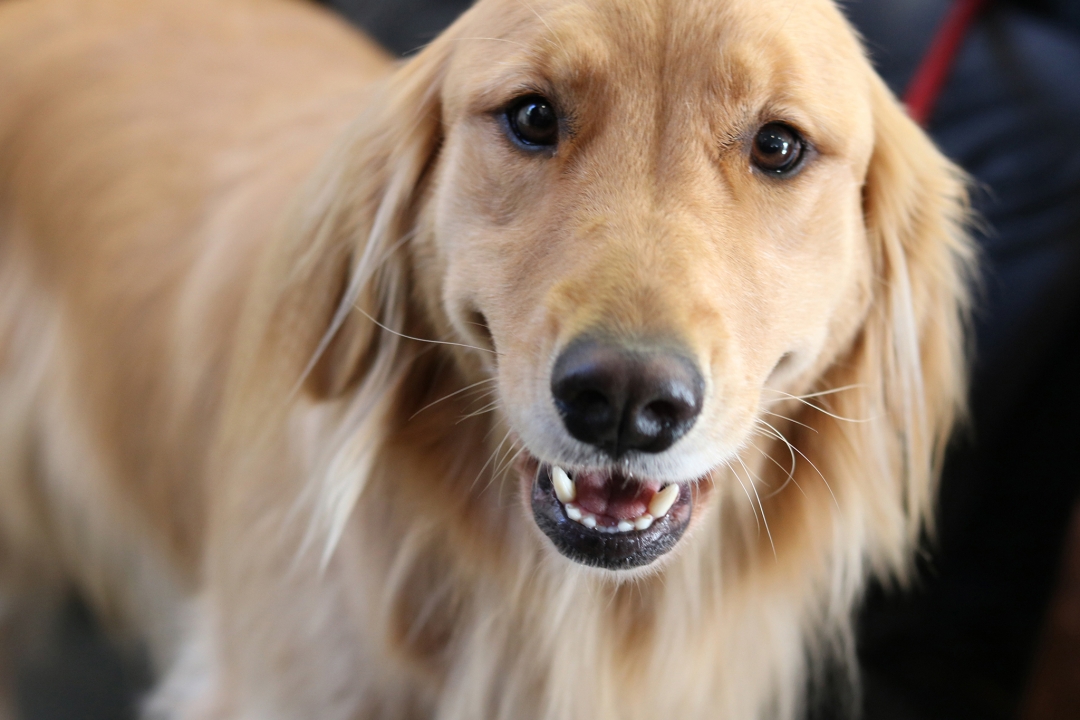 un magnifico cane presente all'evento