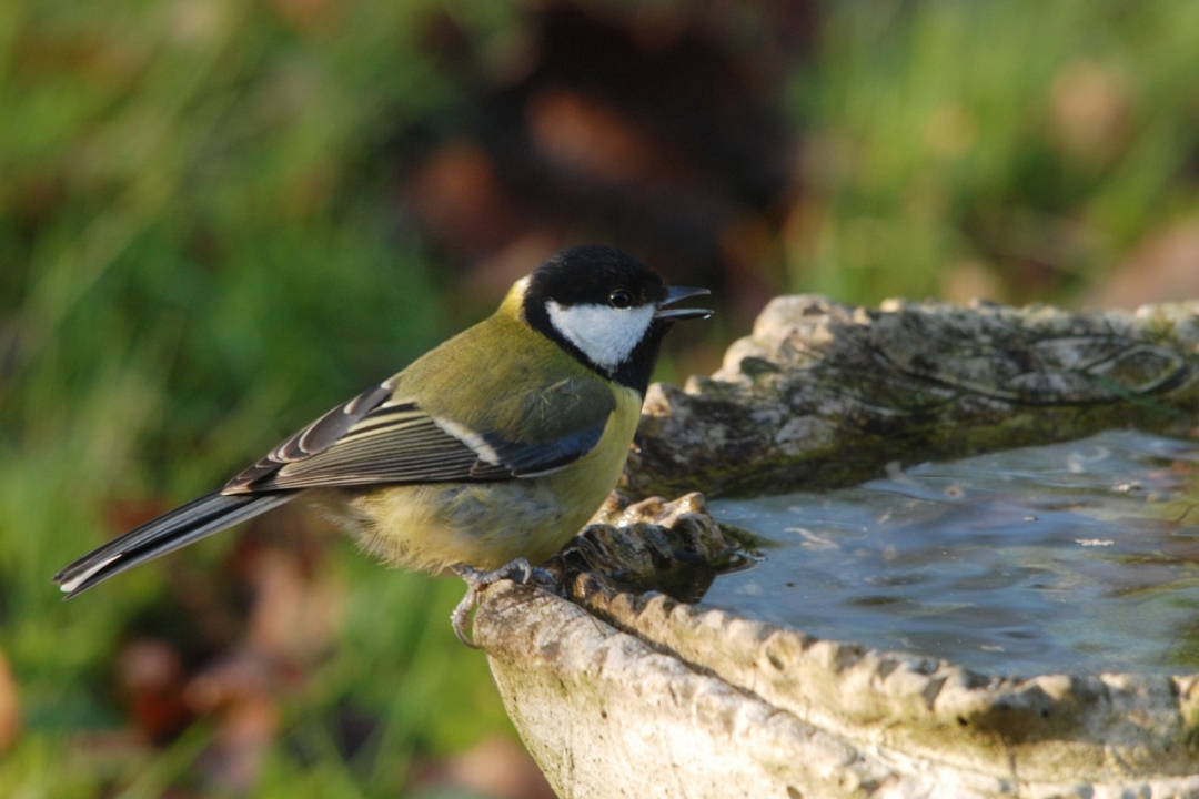 uccellino che si abbevera ad una fontana