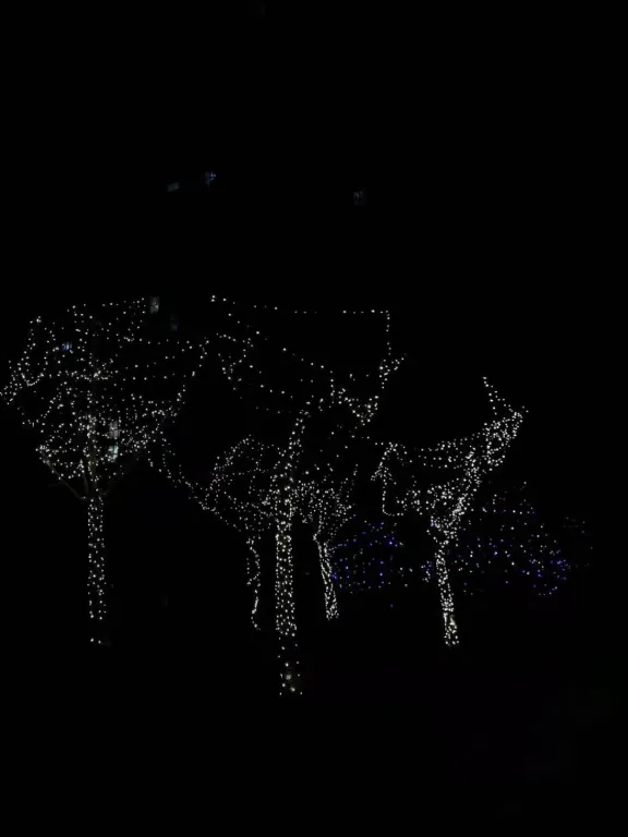 alberi ricoperti di luci